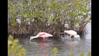 Roseate Spoonbills Courtship Ritual [upl. by Arbe870]