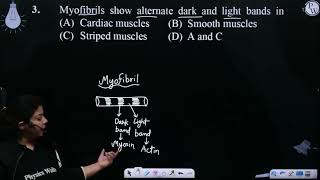 Myofibrils show alternate dark and light bands in [upl. by Doowron]