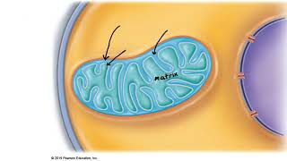 Muscle Metabolism 2 Aerobic and Anaerobic respiration [upl. by Lennor48]