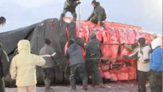 Our Alaska Bowhead whale hunt [upl. by Vanda]