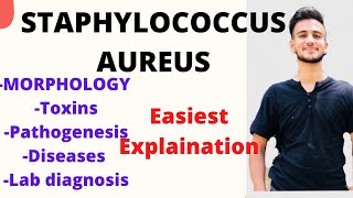 Staphylococcus aureus microbiology Staphylococcus microbiology lecture  Staphylococcus aureus [upl. by Kolb]