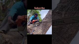 Stihl Ms 881 😱😱😱 shortsfeed trending viralvideo shorts [upl. by Meil]