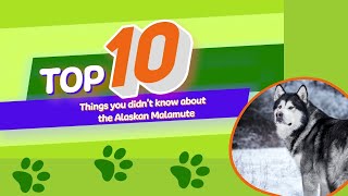 10 Things You Didnt Know About The Alaskan Malamute [upl. by Dulcle169]