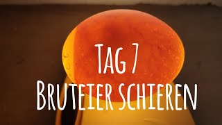 Projekt Hühnerhaltung Tag 7  Bruteier durchleuchten  schieren 🥚🐣🐥 Die GartenFarm [upl. by Esta]