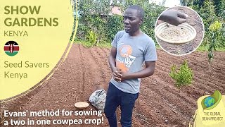 Evans Method for Sowing a TwoinOne Cowpea Crop–Seed Savers Kenya KE 6  Global Bean Show Gardens [upl. by Gates]