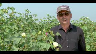 Rivulis Drip Irrigation in cotton  Hindi  Gujarat  Rivulis Irrigation India Pvt Ltd [upl. by Novihs]