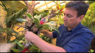 The Garden Gurus  Creating a living Bromeliad tree [upl. by Sello378]