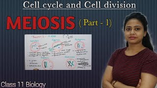 Meiosis  Part 1  Prophase 1  Cell cycle and Cell division  Class 11 biology  NEET AIIMS [upl. by Sergo]