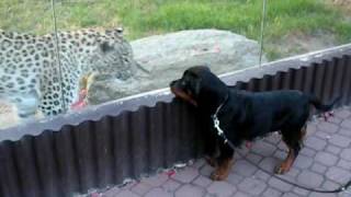 rottweiler vs leopard 3 [upl. by Armallas]