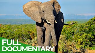 Wildlife  Episode 5 Elephants of Africa amp Asia  Free Documentary Nature [upl. by Haleeuqa25]