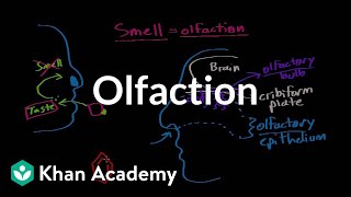 Olfaction  structure and function  Processing the Environment  MCAT  Khan Academy [upl. by Hekker]