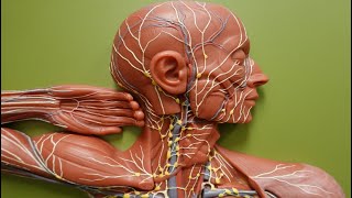 Lymph Flow through Lymphatic Trunks and Ducts [upl. by Htebiram]