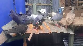 quotকবুতর মারামারি  Intense Pigeon Fighting Spectaclequotpigeons fighting [upl. by Onaivatco350]