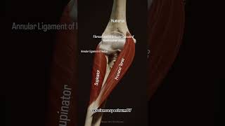 Action Pronates forearm at radioulnar jointsSuphatInnervation Median nerve anatomystandard [upl. by Janet]