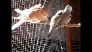 jeunes tourterelles rieuses et colombes péruviennes au soleil [upl. by Stephanus226]