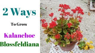 2 Ways To Grow Kalanchoe Blossfeldiana [upl. by Alvarez]