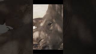 About White Rhinos [upl. by Granthem]