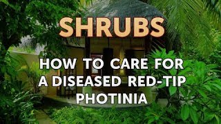 How to Care for a Diseased RedTip Photinia [upl. by Burr]