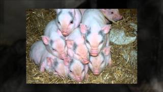 Micro Pigs For Sale Feb 2013  LancashireMicroPigscouk [upl. by Haerr]