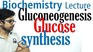 Gluconeogenesis pathway biochemistry [upl. by Ellis]