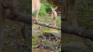 Whitetailed Deer Doe amp Fawn nature caughtontrailcam deer wildlife [upl. by Nnaassilem]