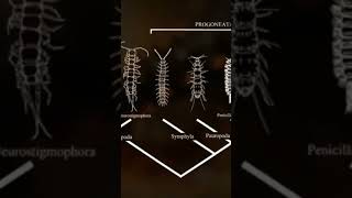 Les arthropodes sortent de leau documentaire dinosaurs [upl. by Koh908]