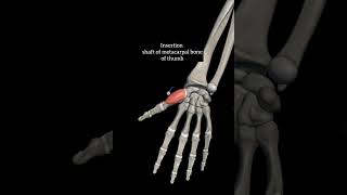 opponens pollicis with origin insertion Nerve supply actions thenar muscleupperlimb anatomy hand [upl. by Nylrehs]