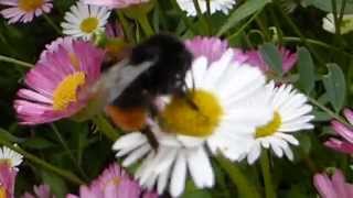 Erigeron karvinskianus  Fleabane  Bumblebee  Fíflar  Hunangsflugur  Skordýr  Sumarblóm [upl. by Yajet]