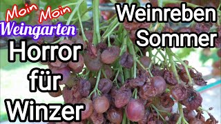 Weinrebe Sommer Trauben platzen und faulen Echter Mehltau schwarze Beeren [upl. by Eric]