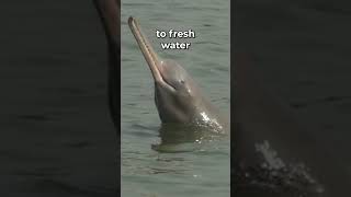 Gangetic River Dolphin Indias Aquatic Jewel [upl. by Kruger]