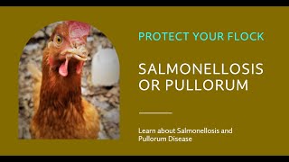 Salmonellosis Pullorum Disease [upl. by Trixi431]