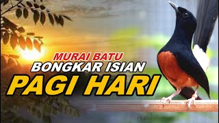 🔴 LIVE 29  pancingan PAGI HARI 100 bikin MURAI BATU GACOR bongkar isian Cililin gacor [upl. by Osy]