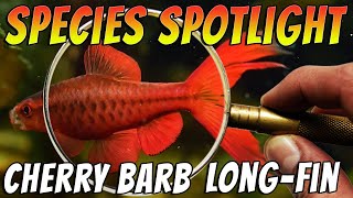 Discover the Popular Long Fin Cherry Barb  Puntius titteya [upl. by Tnomel]