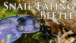 This Dangerous Beetle Feasts on Snails Cahaba National Wildlife Refuge [upl. by Assened517]