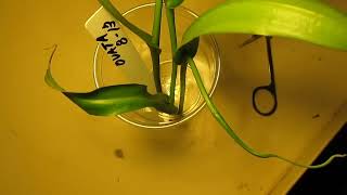 How I Do Nepenthes Stem Cuttings [upl. by Ame71]