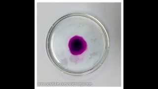 Potassium Permanganate Diffusion Time Lapse [upl. by Torrey150]