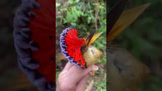 Rare Animal Species  Amazonian Royal Flycatcher Crown Bird Onychorhynchus coronatus [upl. by Namad891]