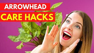 Arrowhead Syngonium podophyllum Plant Care HACKS [upl. by Hermes322]