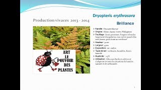 Dryopteris erythrosora Brillance plante vivace [upl. by Lothario]