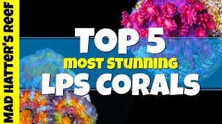 Top 5 Most Stunning LPS Corals [upl. by Bellaude]