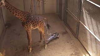 Les Bébés Girafes  Naissances dAnimaux  Documentaires Animaliers [upl. by Nylasor]