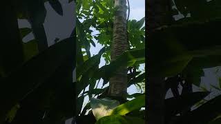 Papaya and cardamom tree our home gardeningshortvideo highlightes likecomments share🙏🙏🙏 [upl. by Nannette]