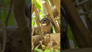 Mottled wood owl shortsyoutube shortvideo birds owlfacts owl natgeowildlife natgeowild [upl. by Nnaycart]