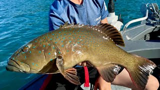 Melbourne to Airlie Beach camping and fishing [upl. by Odnaloy]