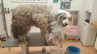 Notfall im Hundesalon  Hundesalon Lilly Bobtail abscheren beim Hundefriseur Lilly [upl. by Shamrao401]