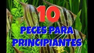 10 PECES PARA PRINCIPIANTES HD [upl. by Bernard]