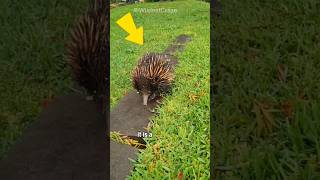 Meet Echidnas  Animal with Deadly Spikes [upl. by Buxton625]