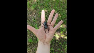 Stag Beetles  Lucanus Cervus [upl. by Amalburga736]