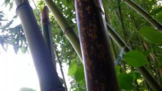 Phyllostachys vivax in Germany 6 cm [upl. by Ahsiuqel]