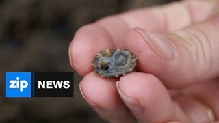 Limpets Teeth Are Natures Strongest Material  Feb 20 2015 [upl. by Atinat]